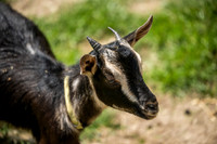 May - Just Animals 2022