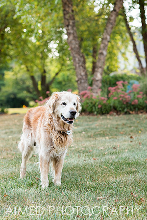 AIMED-3.JPG
