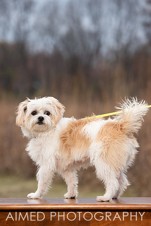 AIMED 2019-11.JPG